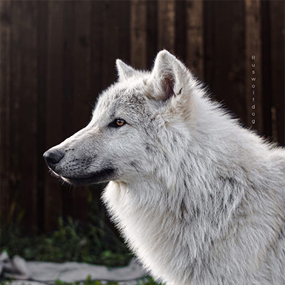 Russian Wolfdog