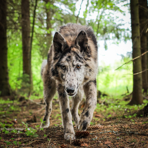 Nordic Wolfdogs Riolu