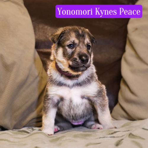 Yonomori Kynes Peace