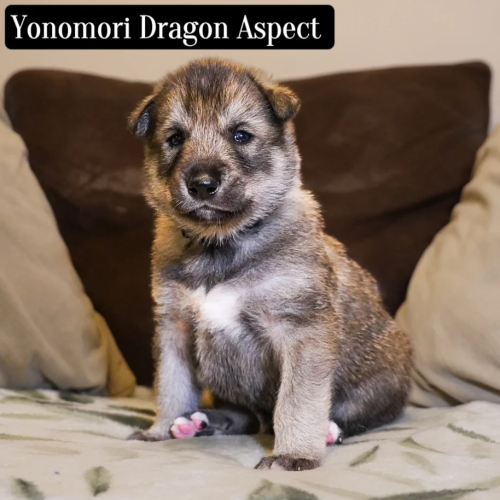 Yonomori Dragon Aspect