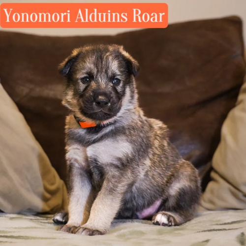 Yonomori Alduins Roar