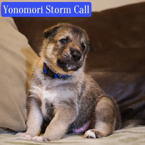 Yonomori Storm Call