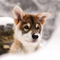 Dingo Rubin of Mountain Tamaskan