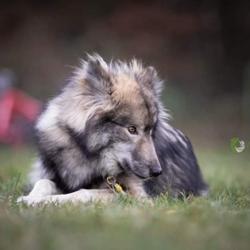 Hilja Lycanis Wolfdog