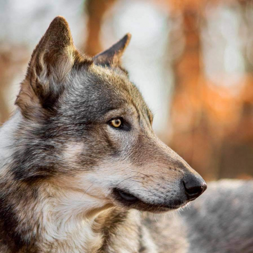 Jasper Lycanis Wolfdog