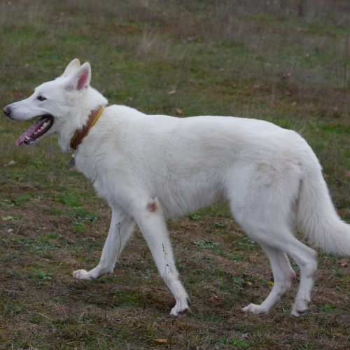 Misho Lycanis Wolfdog
