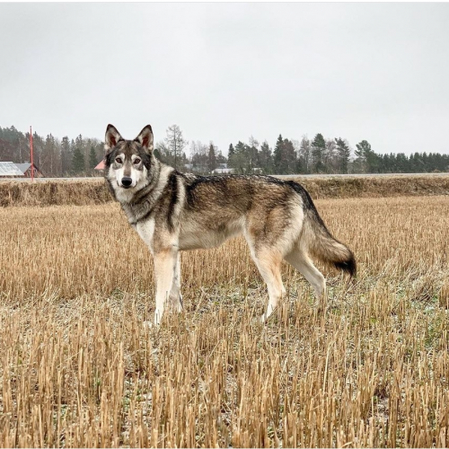Nordic Wolfdogs Bergmite