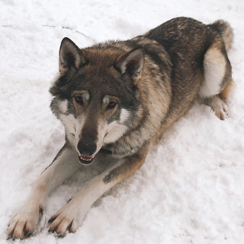 Nordic Wolfdogs Boldore