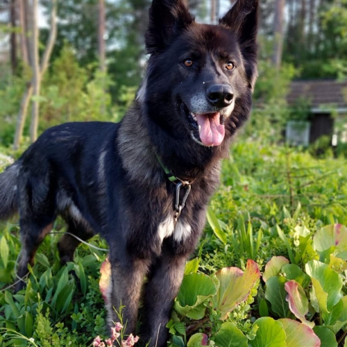 Nordic Wolfdogs Heartbreaker