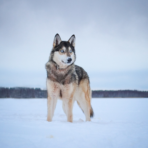 Nordic Wolfdogs Kirlia