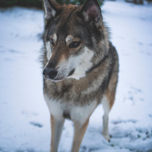 Nordic Wolfdogs Luka