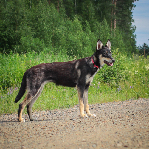 Nordic Wolfdogs Bim