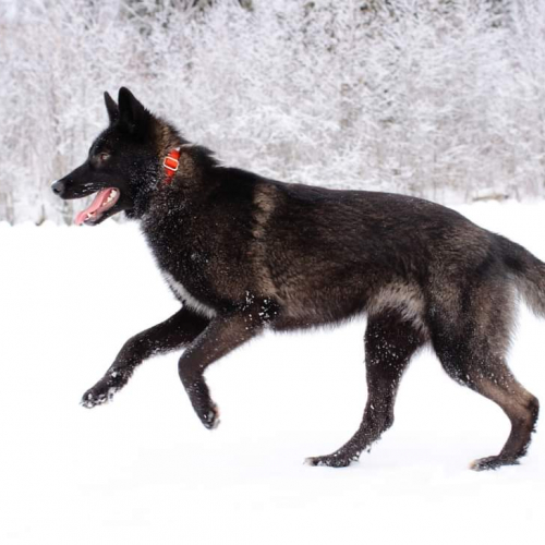 Akela at Nordic Wolfdogs