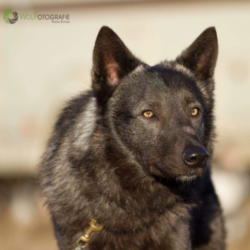 Feanor Lycanis Wolfdog