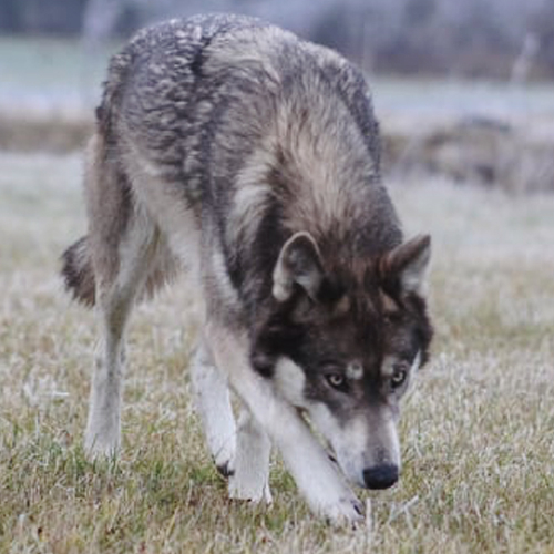Nadirha Lycanis Wolfdog