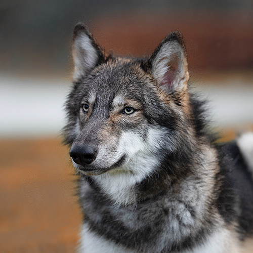 Naska Lycanis Wolfdog