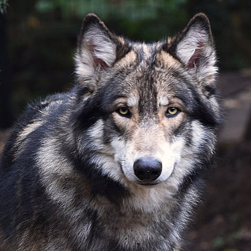 Noran Lycanis Wolfdog