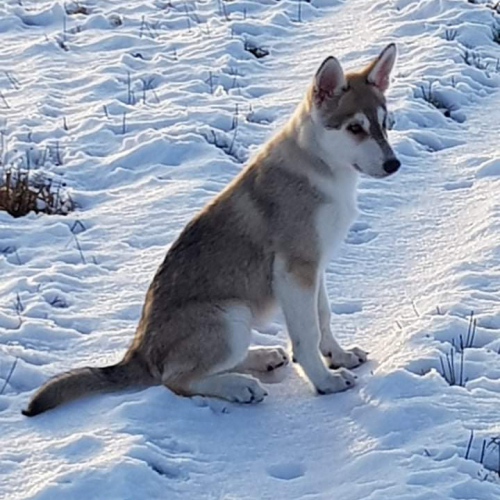 Nordic Wolfdogs Altaria