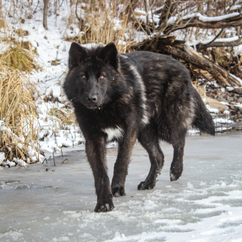 Nordic Wolfdogs Aromatisse