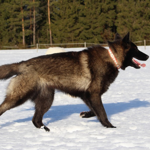 Nordic Wolfdogs Aurora Borealis