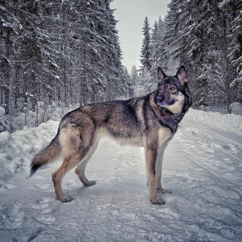Nordic Wolfdogs Azurill