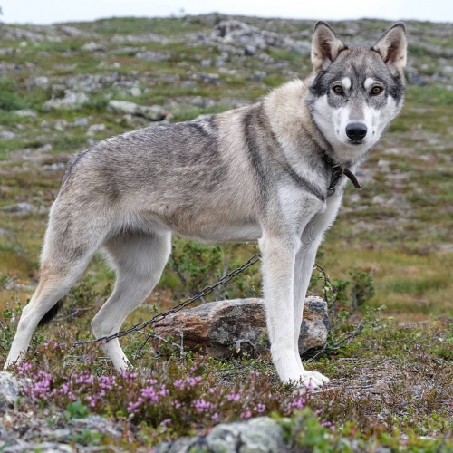 Nordic Wolfdogs Bayleef