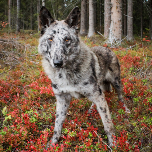 Nordic Wolfdogs Cresselia