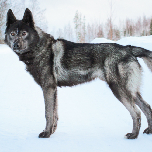 Nordic Wolfdogs Entei