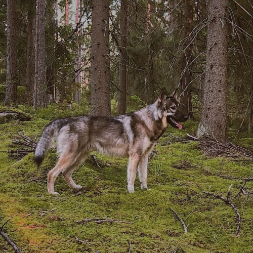 Nordic Wolfdogs Ferrothorn