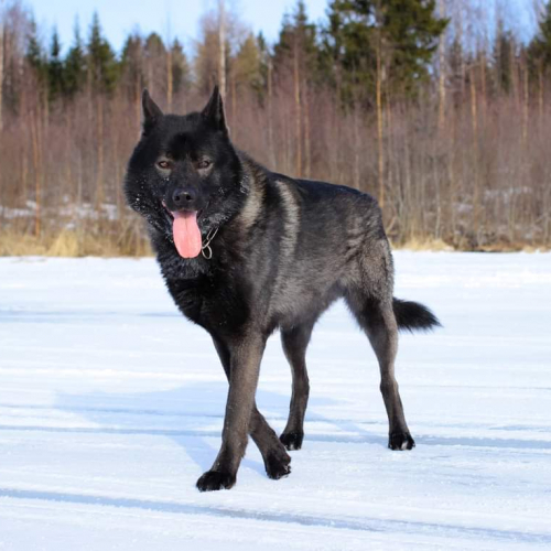 Nordic Wolfdogs King