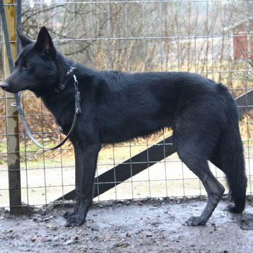 Nordic Wolfdogs Nala