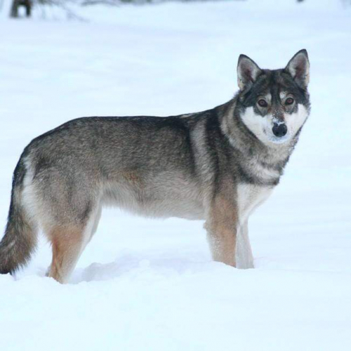 Nordic Wolfdogs Rana