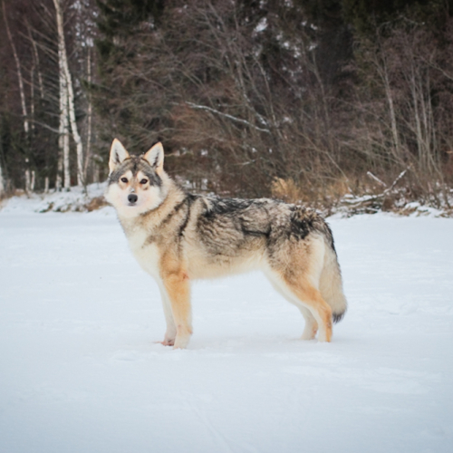 Nordic Wolfdogs Symphony