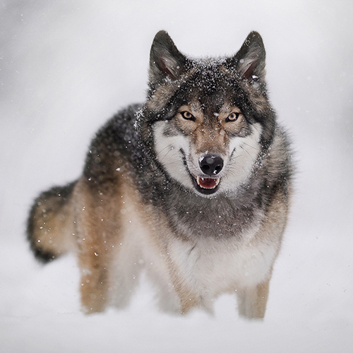 Nubis Lycanis Wolfdog