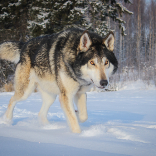 Sand at Nordic Wolfdogs